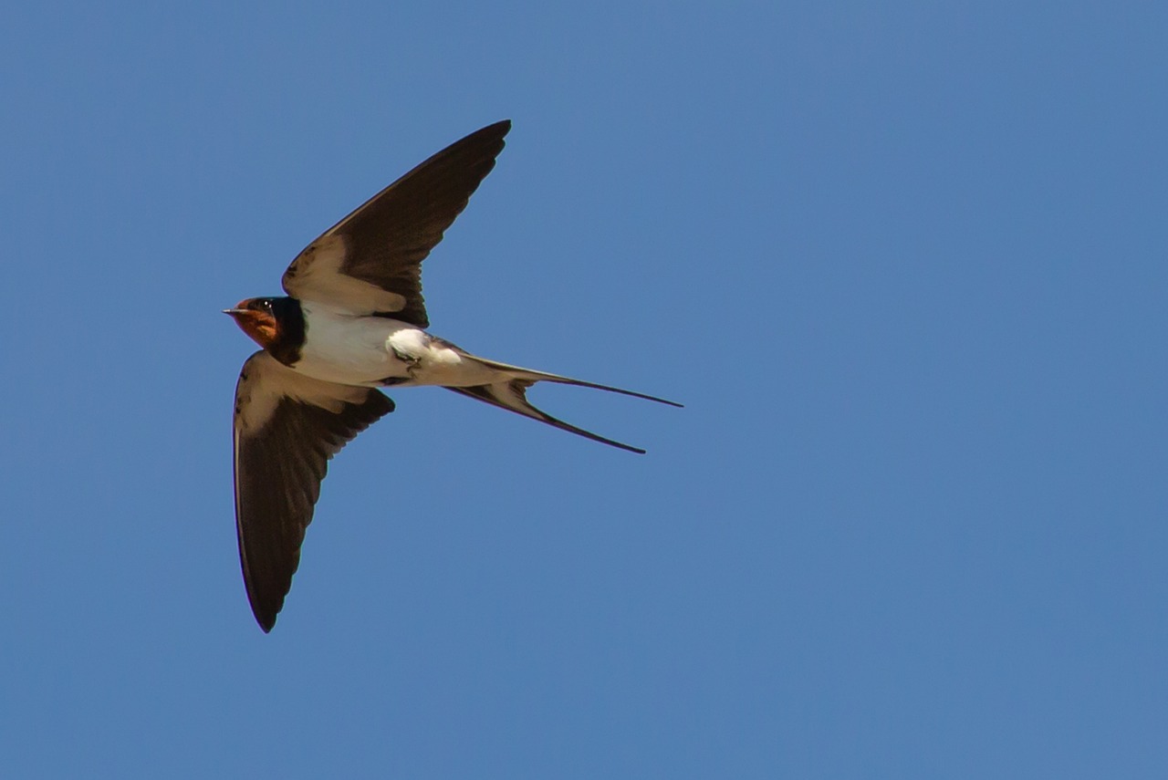 Animal Migrations: Spectacular Journeys and Conservation Challenges